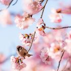 Nature-Twitter-Header-1500×500-01